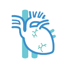Cardiovascular